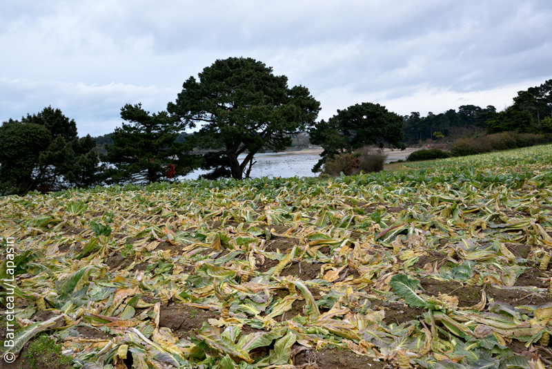 Les photos du sentier des douaniers à gauche de la plage des Chevrets à Saint-Coulomb près de Saint-Malo.