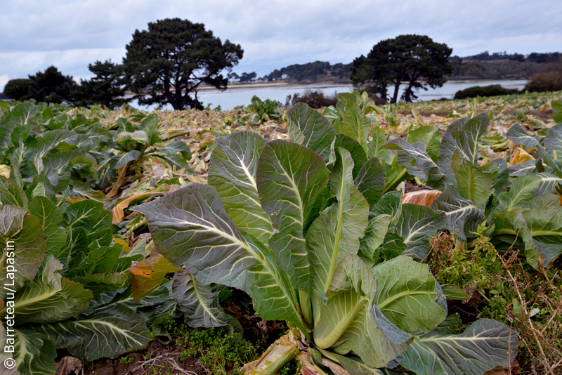 Les photos du sentier des douaniers à gauche de la plage des Chevrets à Saint-Coulomb près de Saint-Malo.