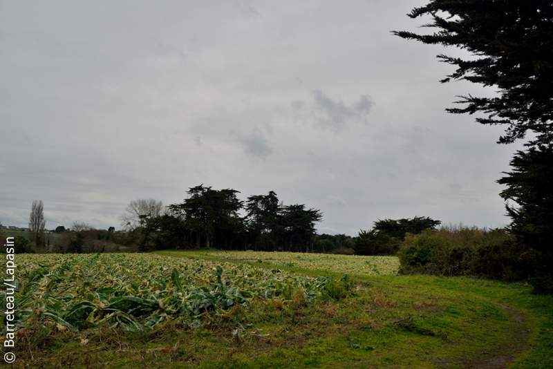 Les photos du sentier des douaniers à gauche de la plage des Chevrets à Saint-Coulomb près de Saint-Malo.