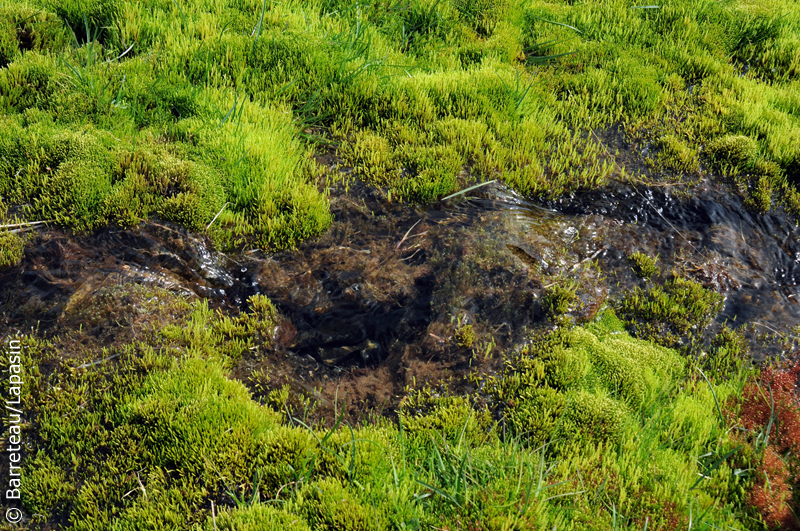 Les photos de Budardalur jusqu'à Holmavik en Islande