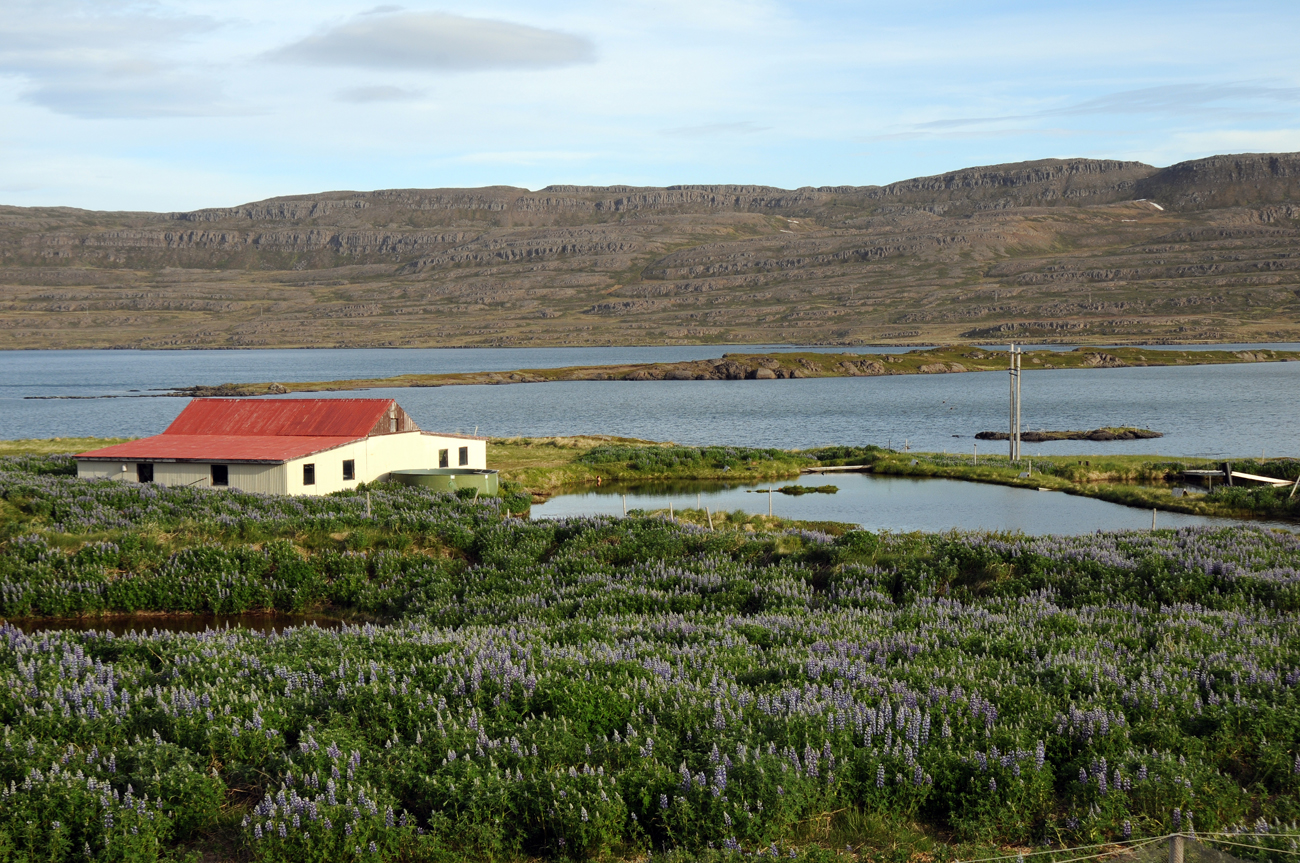 Les photos de Drangsnes à Krossneslaug en Islande