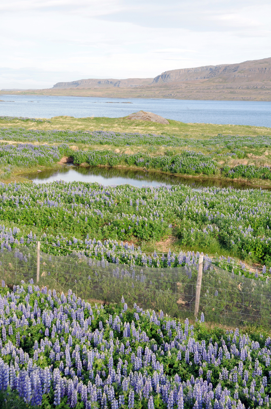 Les photos de Drangsnes à Krossneslaug en Islande