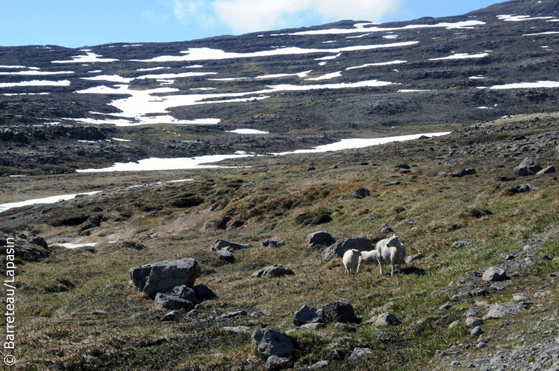 Les photos de Dynjandi à Flokalundur en Islande