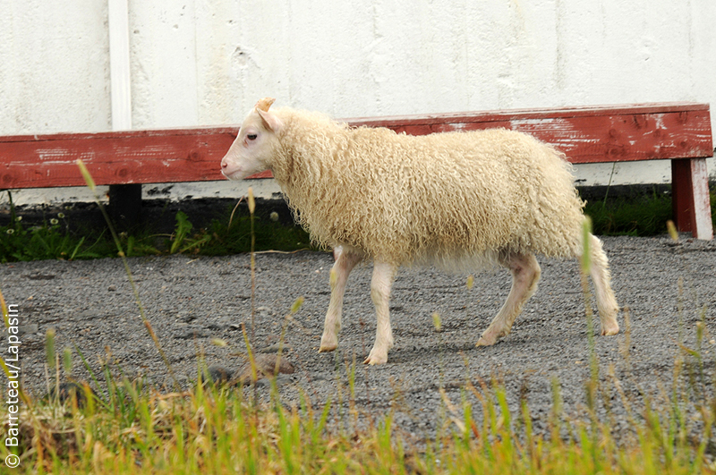 Les photos de la flore et de la faune dans la péninsule de Snæfellsnes en Islande