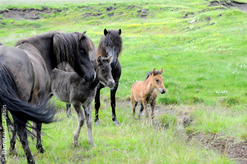 Les photos de la flore et de la faune dans la péninsule de Snæfellsnes en Islande