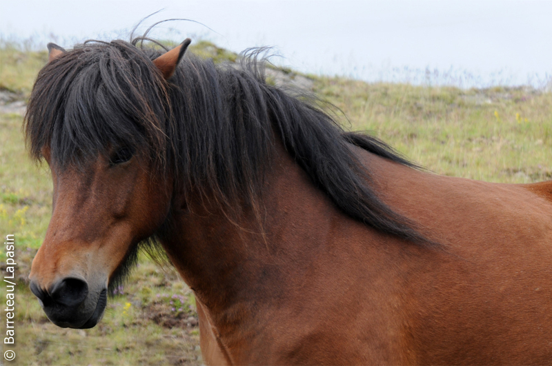 Les photos de la flore et de la faune dans la péninsule de Snæfellsnes en Islande