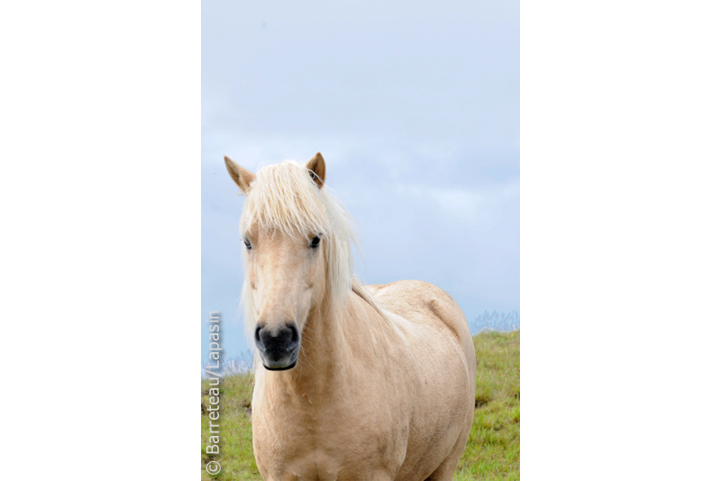 Les photos de la flore et de la faune dans la péninsule de Snæfellsnes en Islande