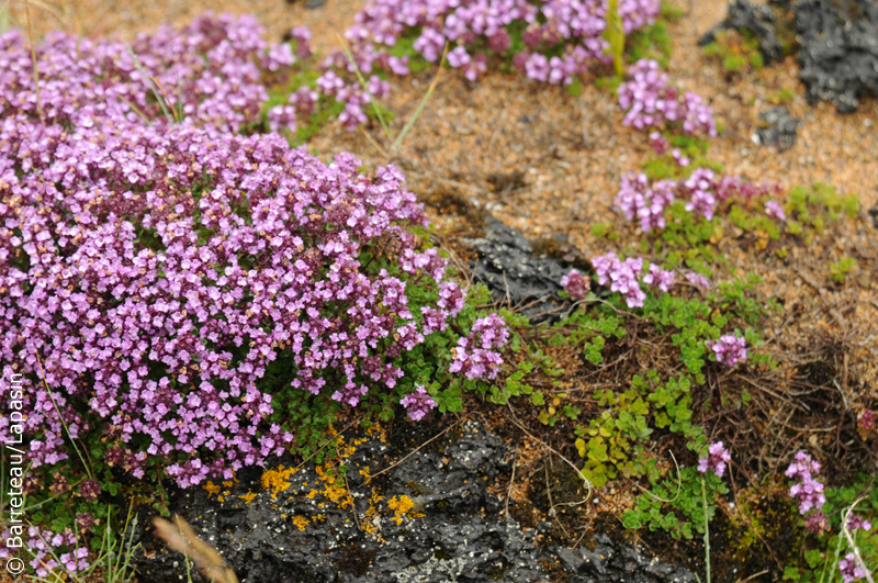 Les photos de la flore et de la faune dans la péninsule de Snæfellsnes en Islande