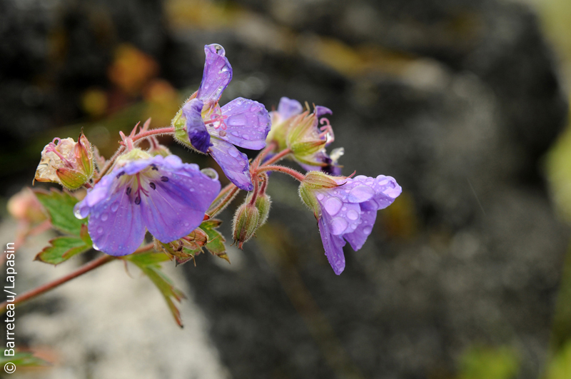 Les photos de la flore et de la faune dans la péninsule de Snæfellsnes en Islande