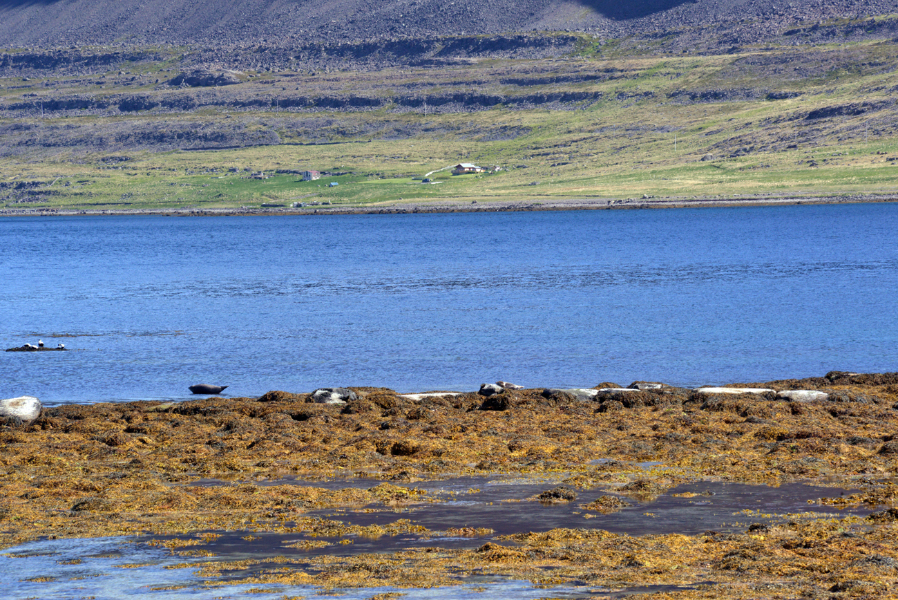 Les photos de Kaldalon à Isafjodur en Island