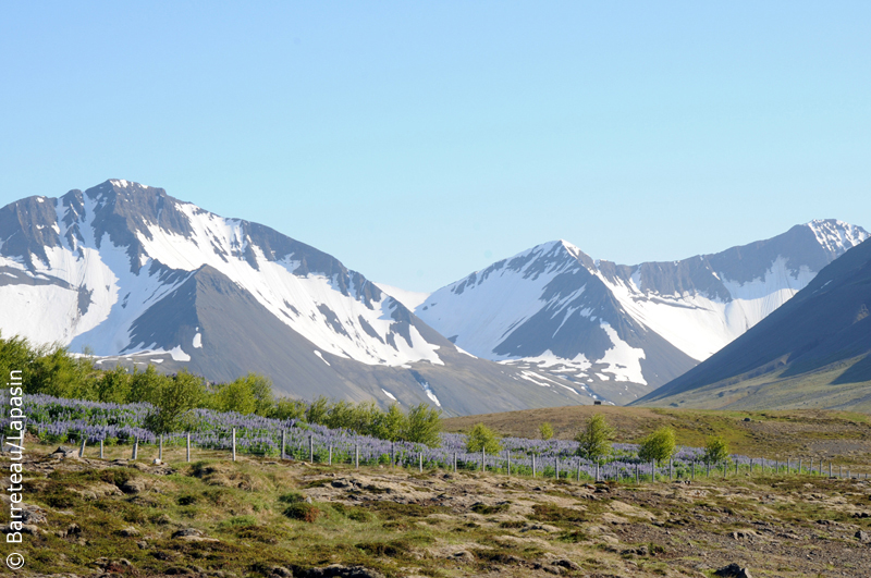 Les photos de Pingeyri à Dynjandi en Islande