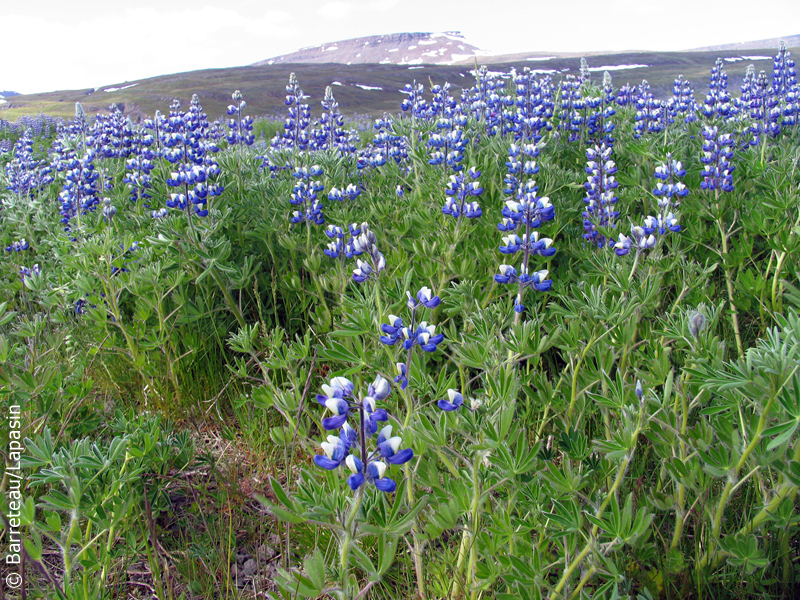 Les photos de Pingeyri à Dynjandi en Islande