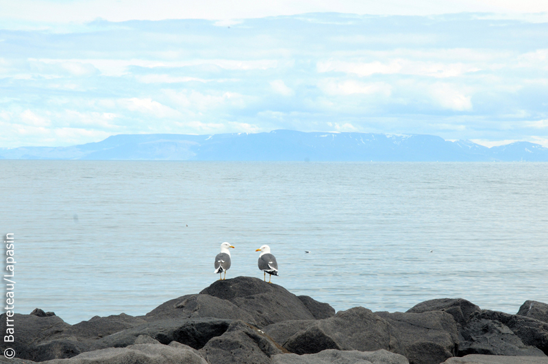 Les photos de Reykjanesbaer en Islande